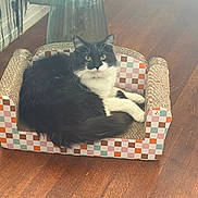 Gato joined the competition — help win amazing prizes! cat, black_and_white, feline, pet, sofa, miniature_furniture, indoor, wooden_floor, relaxed, fluffy, cute, animal, domestic_cat, checkerboard_pattern, cozy, resting, living_room, playful, home, fur