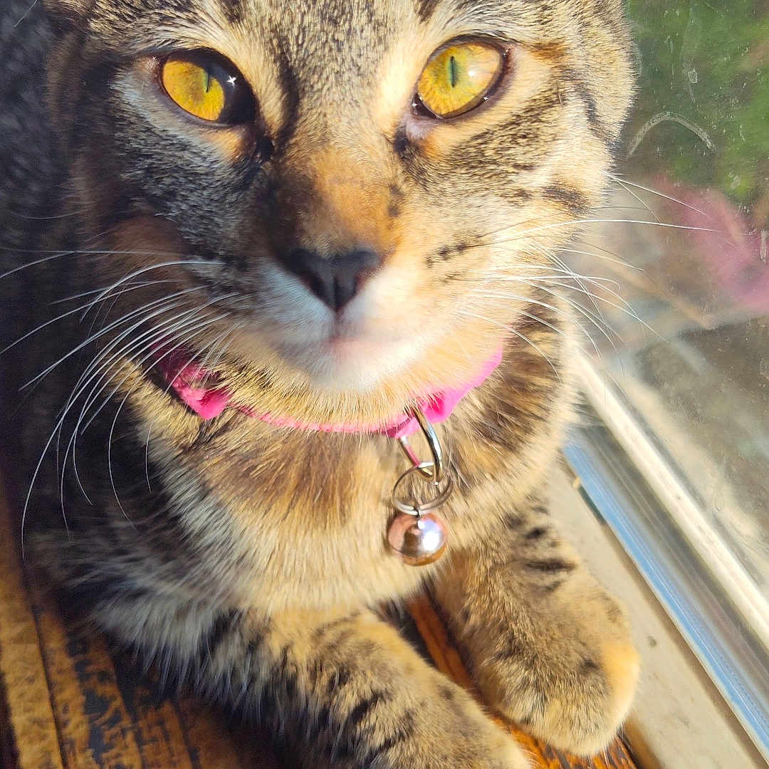 Kuromi is registered to the contest to win money with this photo: abyssinian, accessories, animal, bodypart, cat, collar, earring, egyptiancat, hardwood, harness, jewelry, kitten, leash, manx, mouth, necklace, person, pet, strap, wood