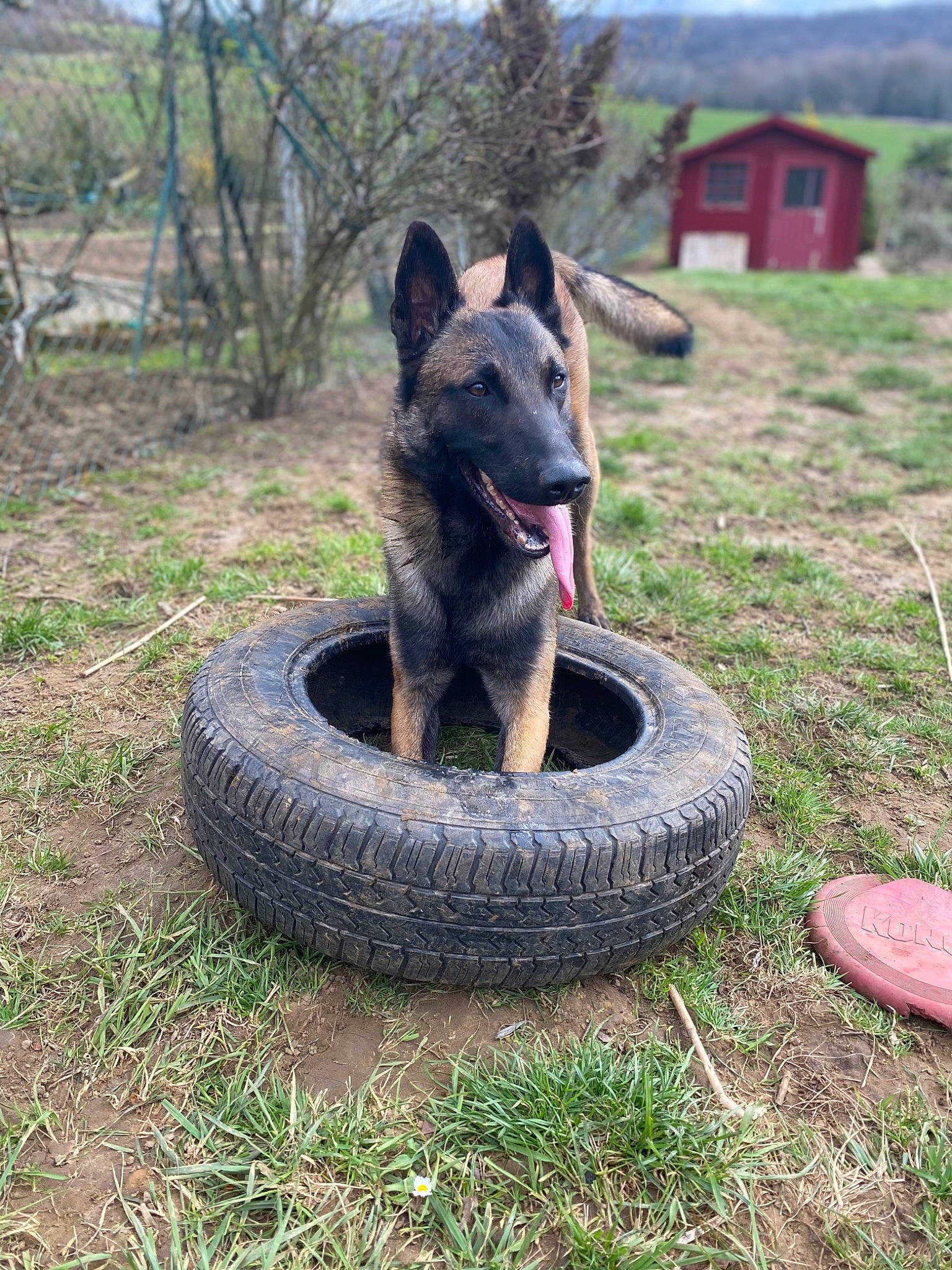 Rasko a rejoint le concours — aidez-le/la à gagner de superbes lots ! australian_cattle_dog, automotive_tire, automotive_wheel_system, canidae, carnivore, disc_dog, dog, dog_breed, grass, herding_dog, plant, sky, snout, soil, sporting_group, synthetic_rubber, tire, tread, tree, wheel