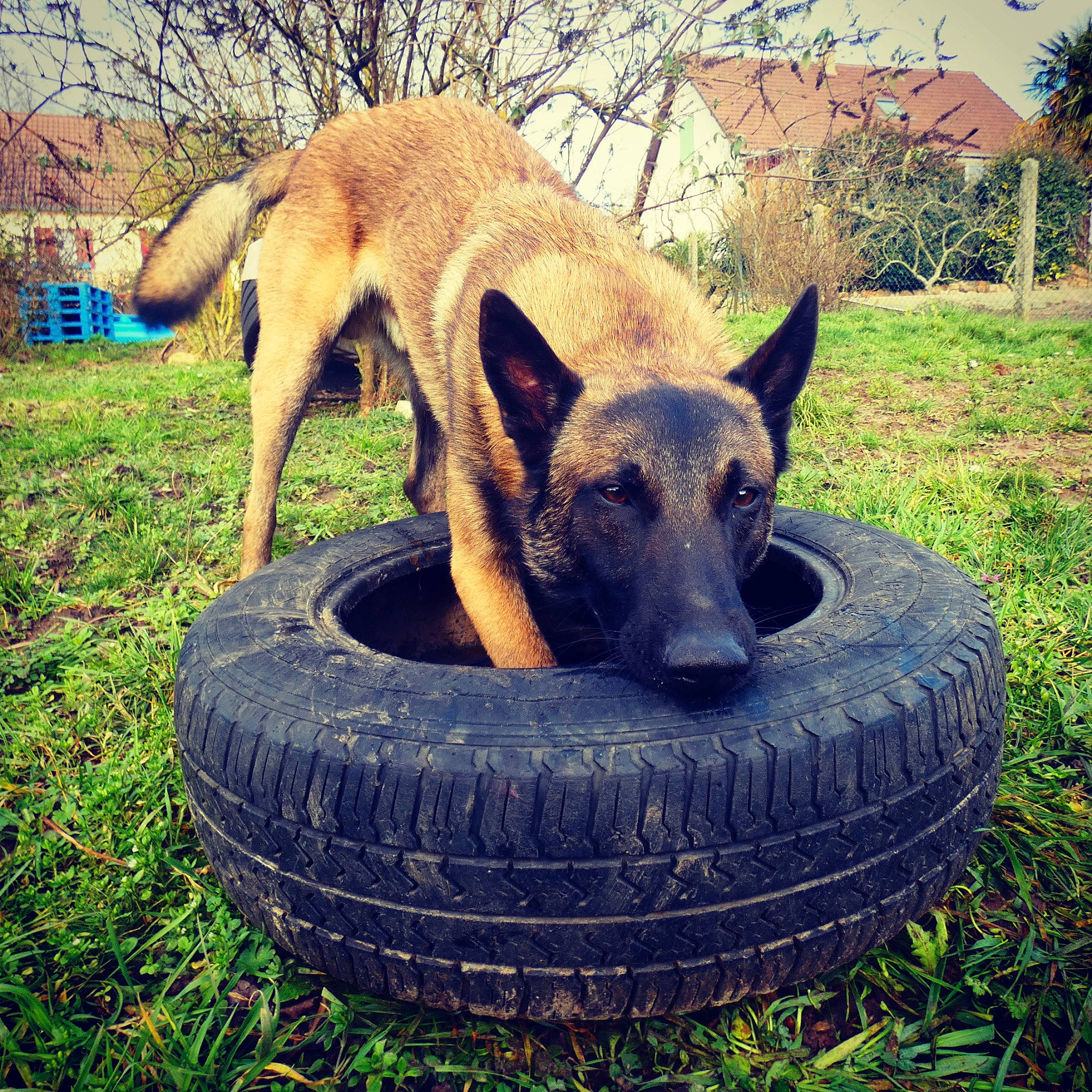 Rasko a rejoint le concours — aidez-le/la à gagner de superbes lots ! automotive_tire, canidae, carnivore, companion_dog, dog, dog_breed, eye, fawn, grass, landscape, plant, rim, snout, sporting_group, terrestrial_animal, tints_and_shades, tread, tree, wheel, working_animal