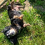 Susie Q joined the competition — help win amazing prizes! dog, grass, outdoor, sunlight, flower, relaxed, playful, pet, nature, fur, black, tan, garden, animal, canine, lying_down, happy, summer, greenery, sunshine