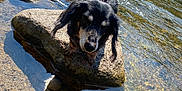 Susie Q is registered to the contest to win money with this photo: dog, rock, water, river, leash, sunlight, shadow, outdoor, nature, pet, animal, small_dog, black_dog, tan_dog, shallow_water, clear_water, daylight, recreation, scenic, summer
