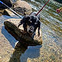 dog, rock, water, river, leash, sunlight, shadow, outdoor, nature, pet, animal, small_dog, black_dog, tan_dog, shallow_water, clear_water, daylight, recreation, scenic, summer