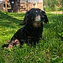 Susie Q is registered to the contest to win money with this photo: dog, grass, outdoor, sunlight, house, stairs, garbage_bin, dandelion, greenery, pet, animal, nature, relaxing, daytime, yard, fur, canine, peaceful, closed_eyes, backyard