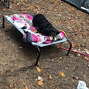 Susie Q joined the competition — help win amazing prizes! dog, blanket, camping, tent, outdoor, fall, leaves, forest, cot, rope, ground, nature, resting, pet, black_dog, relaxed, daytime, recreation, chair, plastic_container