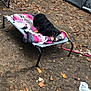 dog, blanket, camping, tent, outdoor, fall, leaves, forest, cot, rope, ground, nature, resting, pet, black_dog, relaxed, daytime, recreation, chair, plastic_container