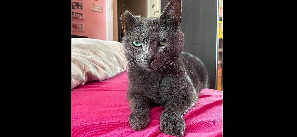 Calypso participe au concours pour gagner de l'argent avec cette photo : carnivore, cat, claw, comfort, domestic_short_haired_cat, felidae, fur, grey, magenta, paw, russian_blue, sitting, small_to_medium_sized_cats, snout, tail, terrestrial_animal, whiskers, wildlife, window