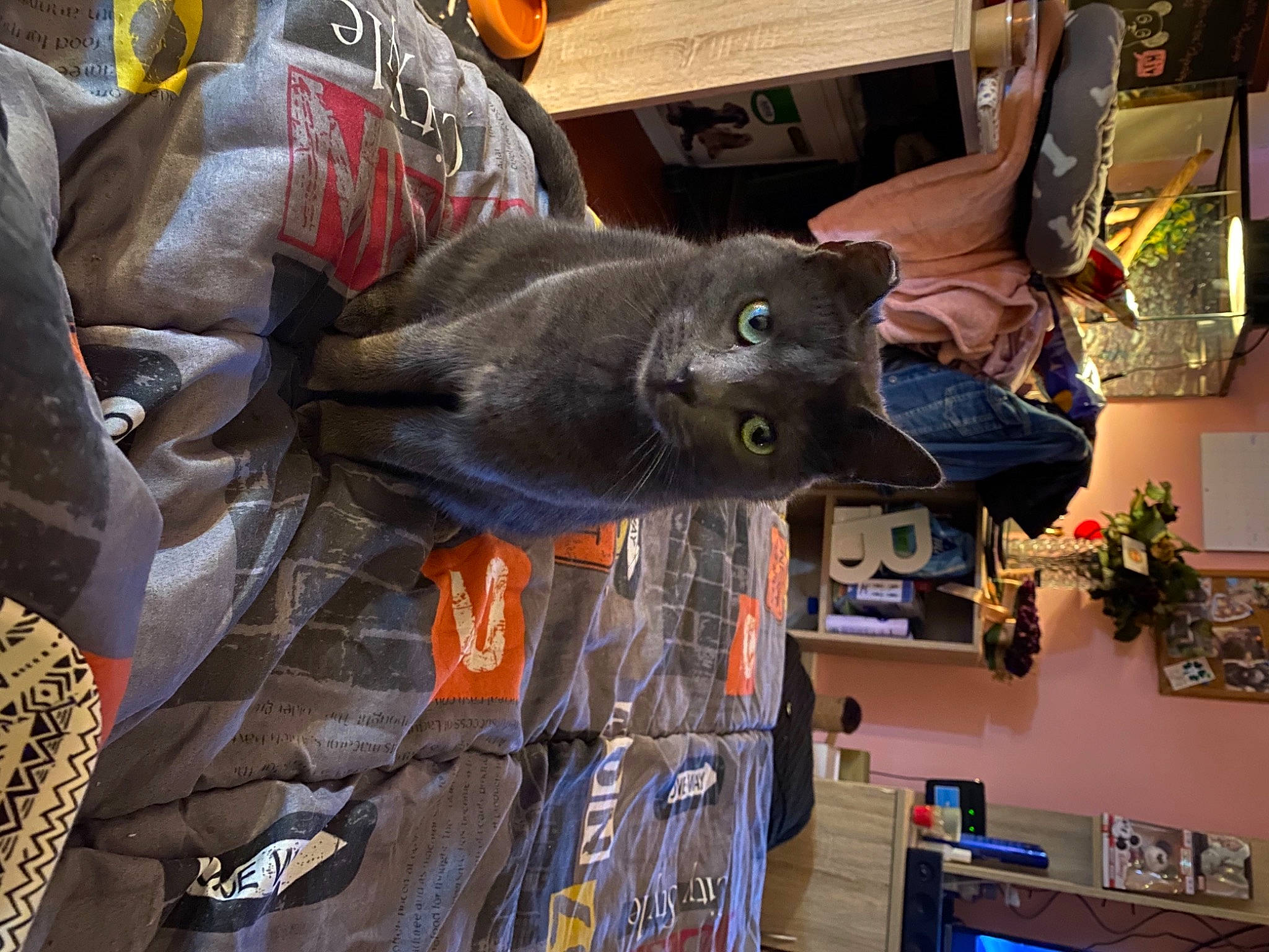 Calypso a rejoint le concours — aidez-le/la à gagner de superbes lots ! art, canidae, carnivore, dog_breed, felidae, flowerpot, fur, hat, houseplant, plant, russian_blue, small_to_medium_sized_cats, snout, sporting_group, toy, working_animal