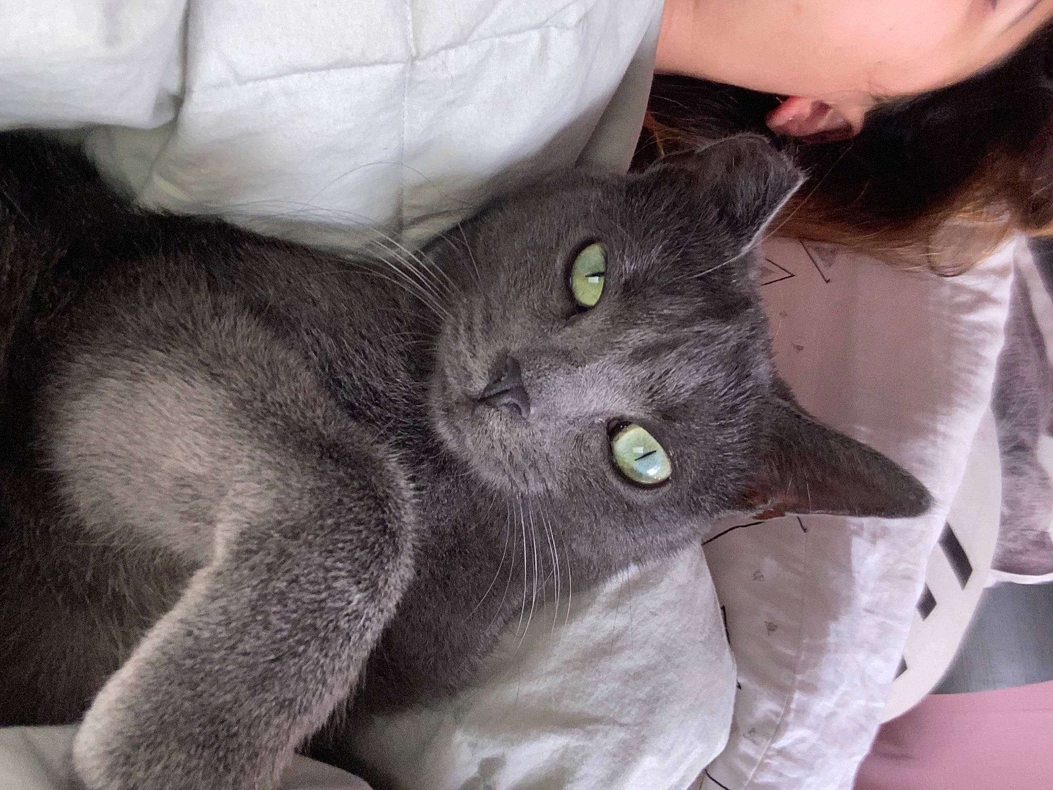 Calypso a rejoint le concours — aidez-le/la à gagner de superbes lots ! carnivore, cat, claw, comfort, domestic_short_haired_cat, ear, felidae, fur, gesture, grey, leg, nail, paw, russian_blue, small_to_medium_sized_cats, snout, tail, whiskers