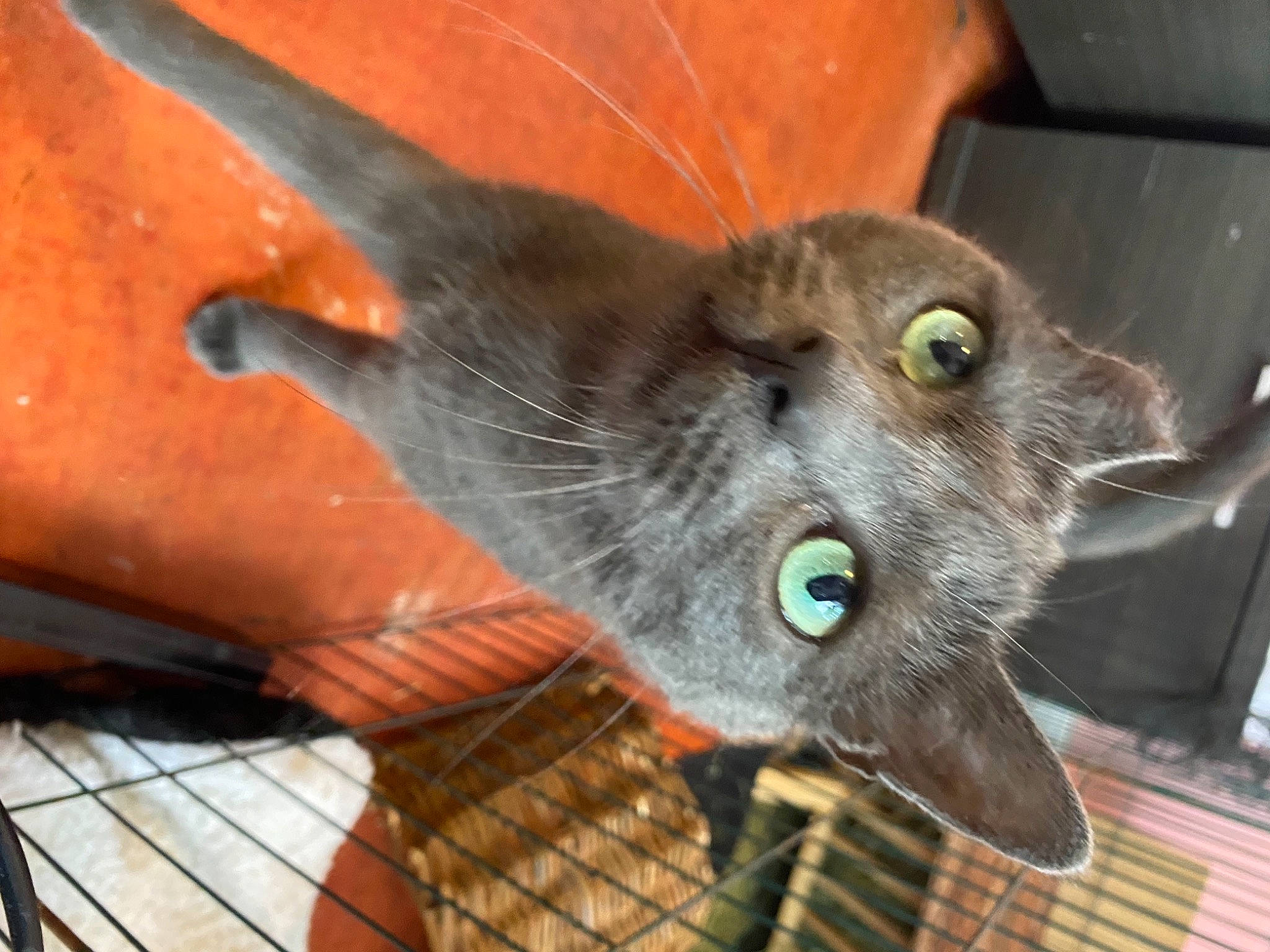 Calypso a rejoint le concours — aidez-le/la à gagner de superbes lots ! black_cat, carnivore, cat, chartreux, claw, domestic_short_haired_cat, felidae, fur, russian_blue, small_to_medium_sized_cats, snout, whiskers