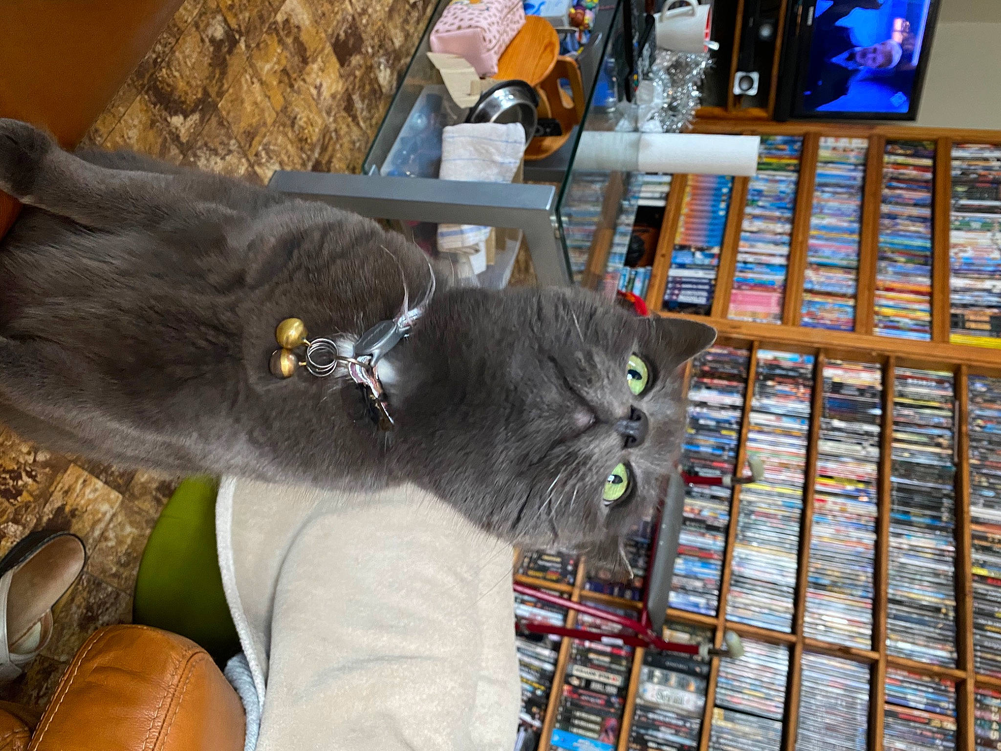 Antisocial participe au concours pour gagner de l'argent avec cette photo : black_cat, bookcase, carnivore, cat, domestic_short_haired_cat, felidae, fur, publication, retail, shelf, shelving, small_to_medium_sized_cats, tail, whiskers