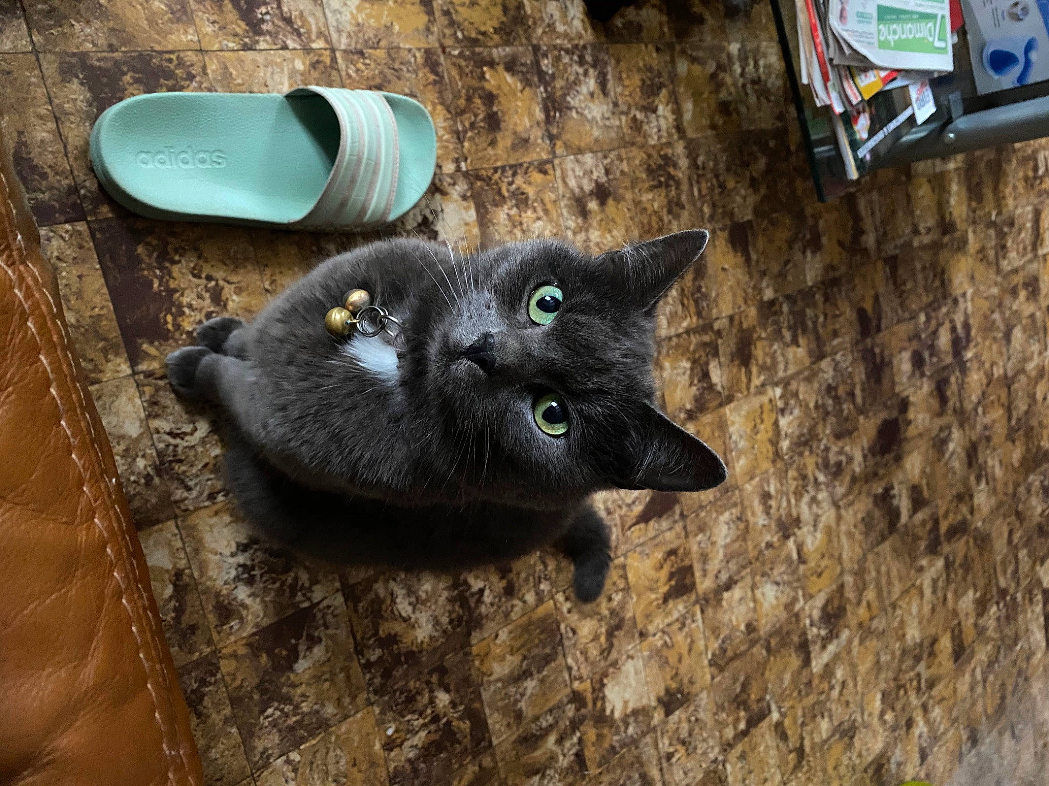 Antisocial participe au concours pour gagner de l'argent avec cette photo : black_cat, bombay, carnivore, cat, chartreux, domestic_short_haired_cat, felidae, fur, grey, serveware, small_to_medium_sized_cats, snout, soil, tail, terrestrial_animal, whiskers, wood