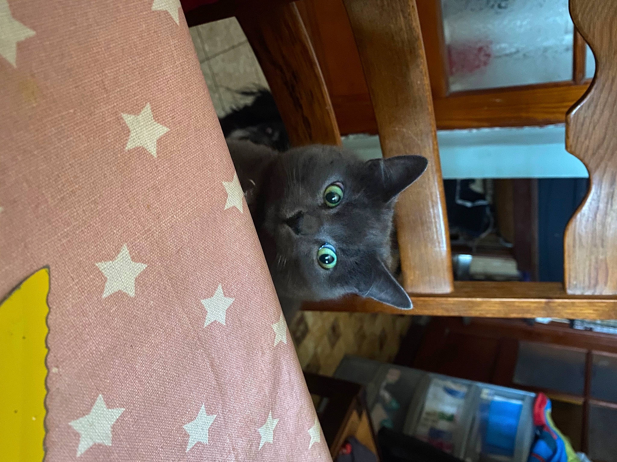 Antisocial a rejoint le concours — aidez-le/la à gagner de superbes lots ! black_cat, carnivore, cat, comfort, domestic_short_haired_cat, fawn, felidae, floor, flooring, grey, hardwood, linens, pattern, room, russian_blue, small_to_medium_sized_cats, tail, whiskers, wood, wood_stain