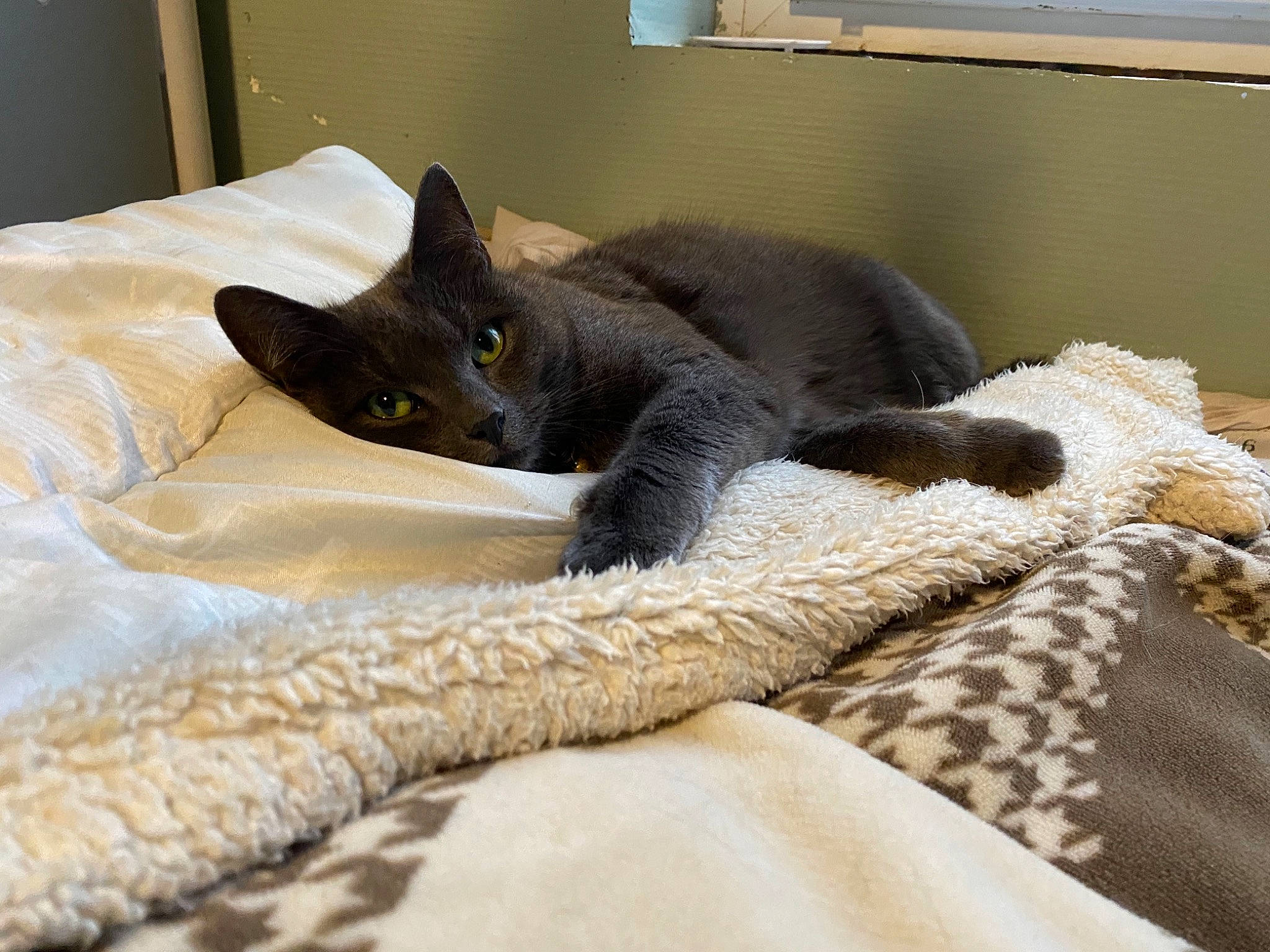 Antisocial participe au concours pour gagner de l'argent avec cette photo : black_cat, carnivore, cat, cat_bed, cat_supply, comfort, dog_breed, domestic_short_haired_cat, fawn, felidae, fur, grey, linens, room, small_to_medium_sized_cats, snout, tail, terrestrial_animal, whiskers, window