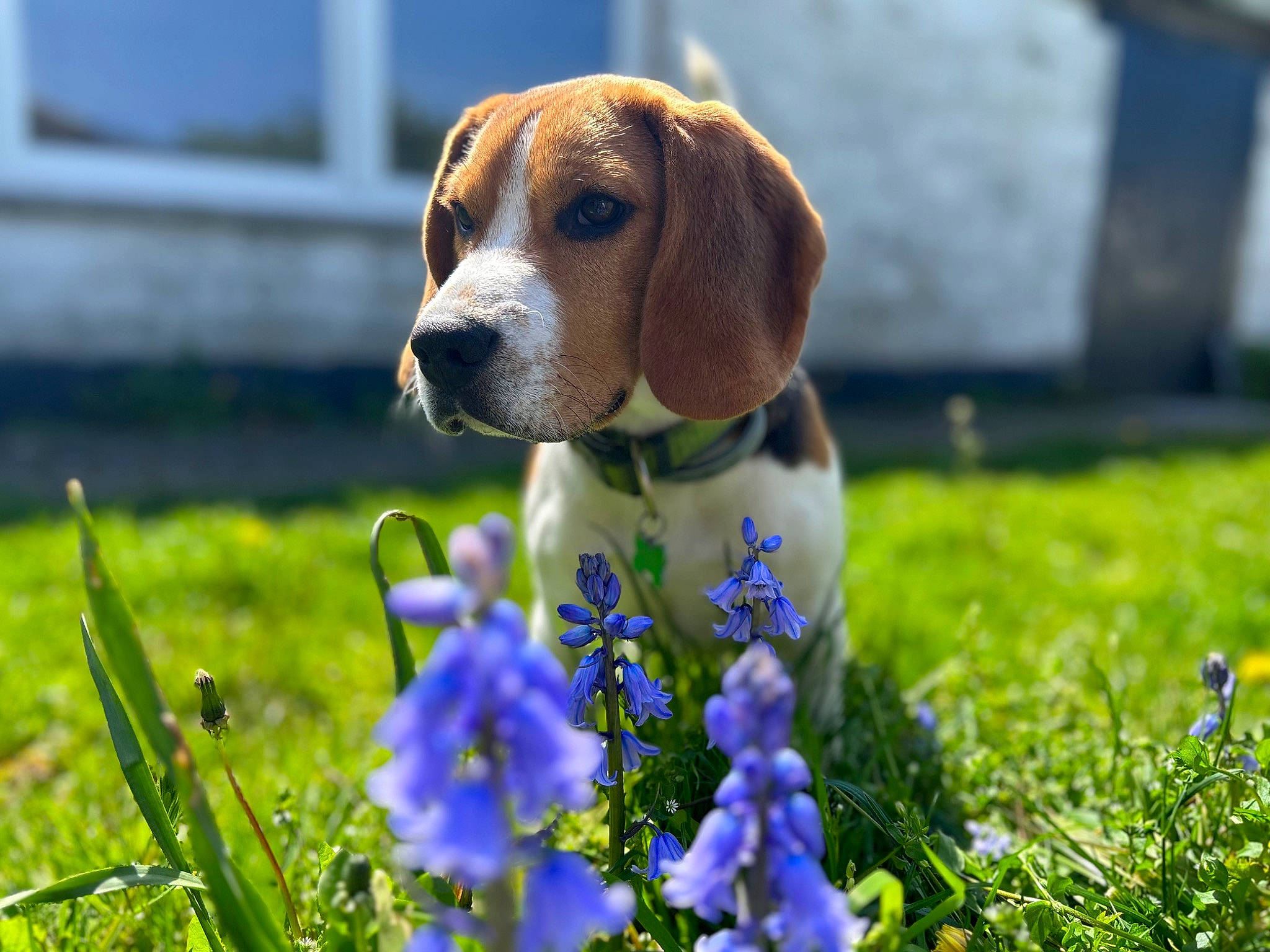 Volt a rejoint le concours — aidez-le/la à gagner de superbes lots ! ball, carnivore, companion_dog, dog, dog_breed, dog_supply, electric_blue, flower, grass, groundcover, herbaceous_plant, hound, lavender, people_in_nature, pet_supply, plant, scent_hound, sporting_group, spring, terrestrial_animal