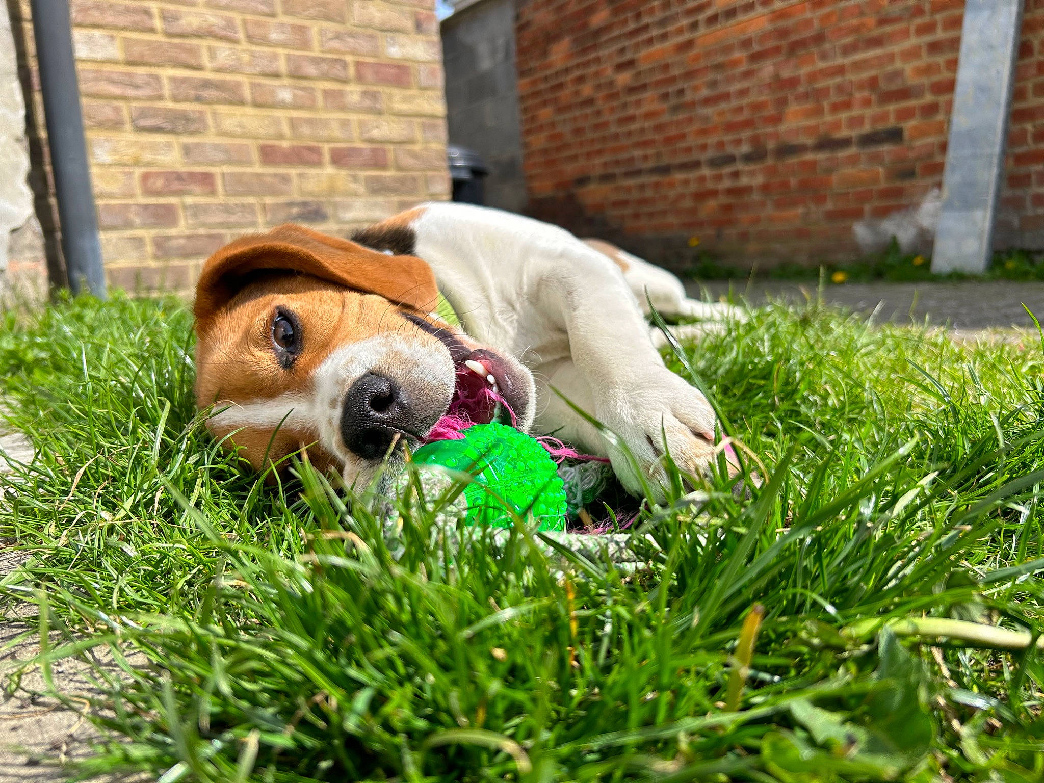 Volt a rejoint le concours — aidez-le/la à gagner de superbes lots ! ball, brick, brickwork, canidae, carnivore, companion_dog, dog, dog_breed, dog_supply, fawn, football, grass, happy, lawn, people_in_nature, plant, retriever, soccer_ball, sporting_group, toy