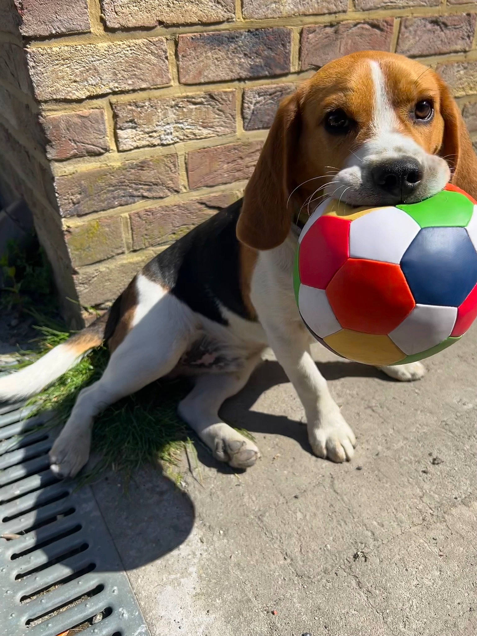 Volt participe au concours pour gagner de l'argent avec cette photo : ball, beaglier, brick, brickwork, carnivore, collar, companion_dog, dog, dog_breed, dog_supply, football, hound, pet_supply, road_surface, scent_hound, snout, sporting_group, sports_equipment, tennis_ball, working_animal