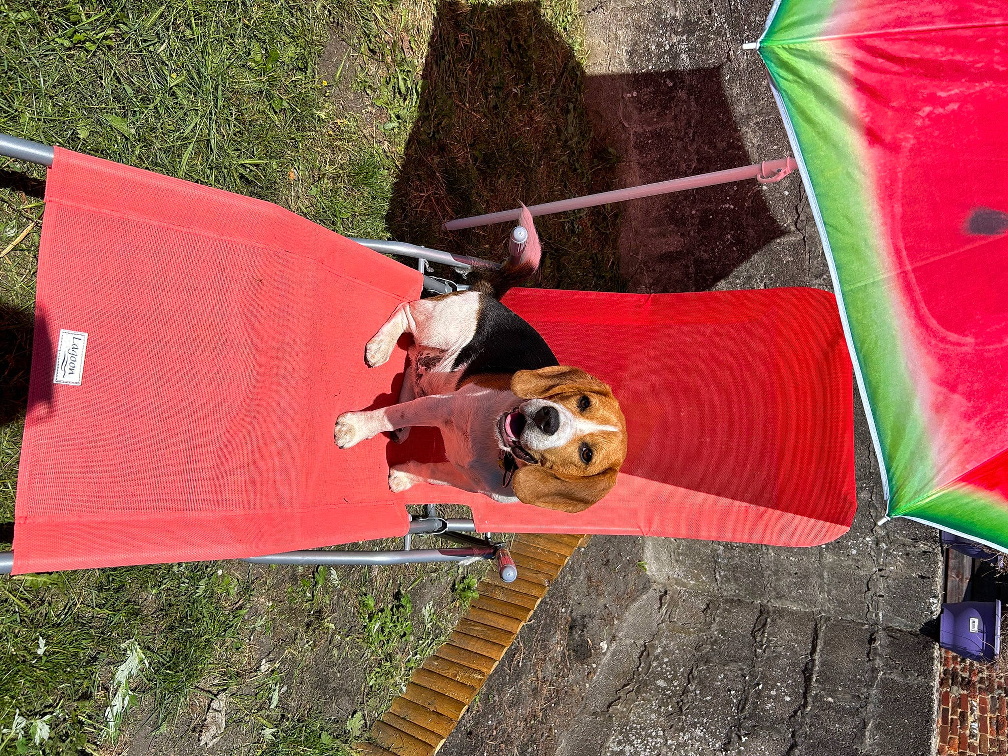 Volt participe au concours pour gagner de l'argent avec cette photo : art, carmine, carnivore, companion_dog, dog, fashion_accessory, fun, games, grass, green, leisure, pattern, recreation, red, soccer, sporting_group, sports, tints_and_shades, visual_arts, wood