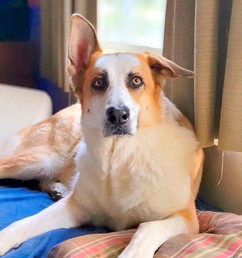 Loki is registered to the contest to win money with this photo: ancient_dog_breeds, canidae, carnivore, comfort, companion_dog, dog, dog_breed, dog_supply, door, fawn, fur, pattern, paw, plaid, snout, sporting_group, tartan, terrestrial_animal, whiskers, working_animal