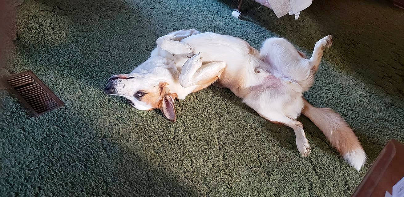 Loki joined the competition — help win amazing prizes! canidae, carnivore, companion_dog, dog, dog_breed, dog_supply, fawn, fur, nap, non_sporting_group, paw, snout, sporting_group, tail, toy_dog, working_animal