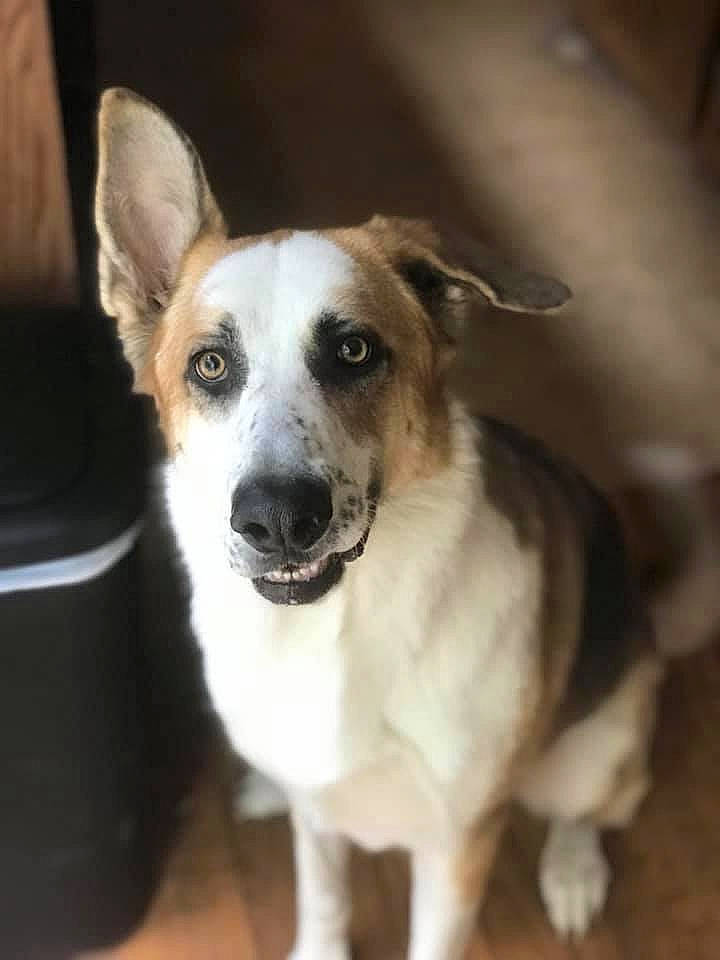 Loki is registered to the contest to win money with this photo: aircraft, canidae, carnivore, collar, companion_dog, dog, dog_breed, door, fur, puppy, snout, sporting_group, street_dog, whiskers