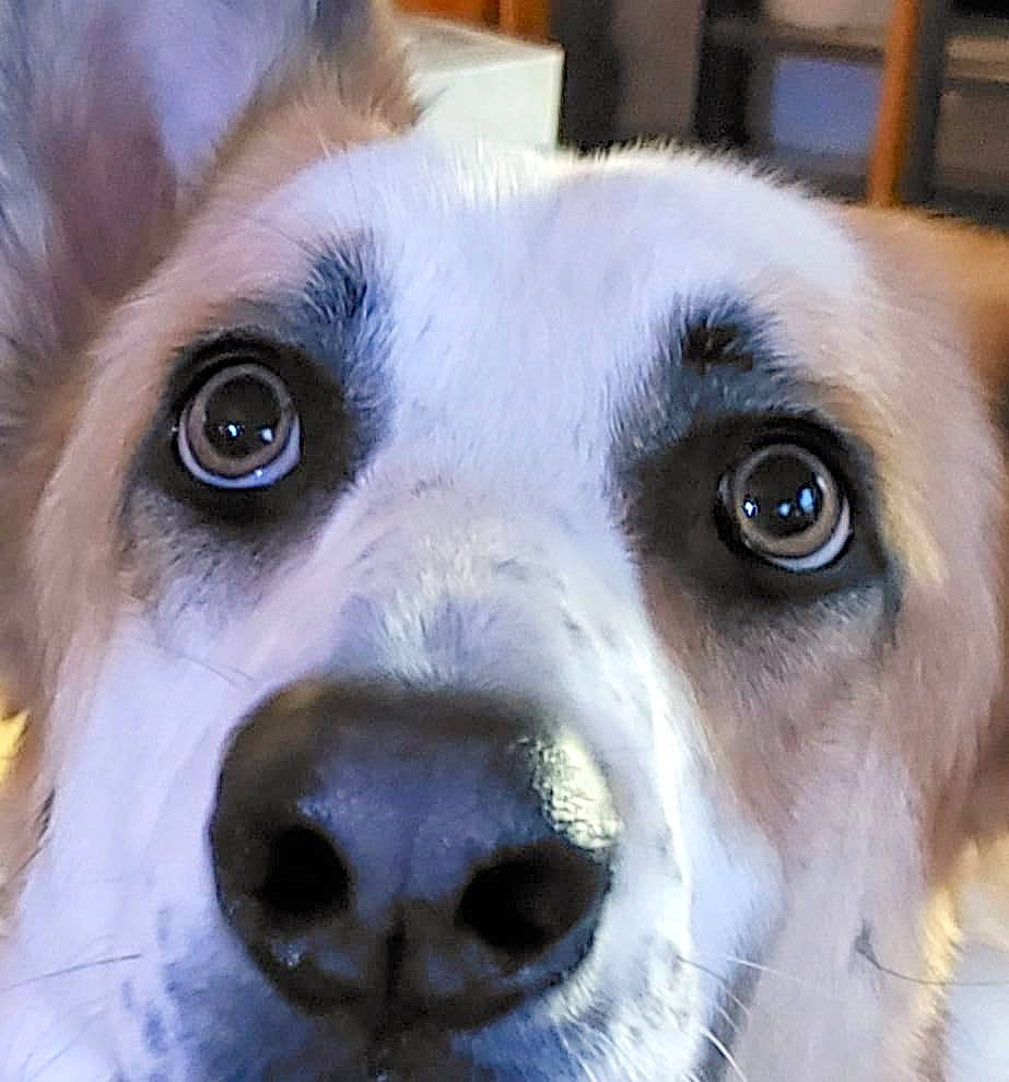 Loki is registered to the contest to win money with this photo: ancient_dog_breeds, canidae, carnivore, close_up, companion_dog, dog, dog_breed, dog_collar, fawn, fur, photography, puppy, snout, sporting_group, whiskers, working_animal, working_dog