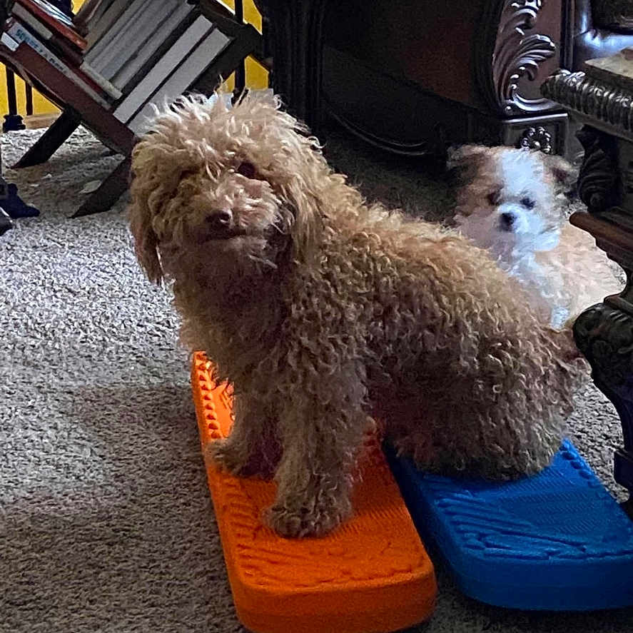 Fluffy is registered to the contest to win money with this photo: animal, balance_board, brown_dog, carpet, companion, curly_fur, curly_hair, cute, decor, dog, furniture, home, indoor, pet, playful, relaxing, small_dog, two_dogs, white_dog, wooden_furniture