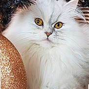 Astra joined the competition — help win amazing prizes! cat, white_cat, fluffy, long_hair, pet, golden_eyes, whiskers, paw, fur, ornament, glitter, christmas_tree, tinsel, festive, close_up, portrait, indoor, cozy, decorative_ball, curious_gaze