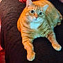 Bella joined the competition — help win amazing prizes! animal, blanket, cat, comfortable, couch, cozy, cushion, domestic_animal, feline, fur, indoor, looking, orange_tabby, paw, pet, relaxing, resting, warm_lighting, whiskers, zebra_pattern