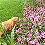 Bella is registered to the contest to win money with this photo: animal, backyard, cat, curious, daylight, exploring, flora, flowers, garden, grass, greenery, leaf, nature, orange_cat, outdoor, pet, pink_flowers, plants, stem, summer