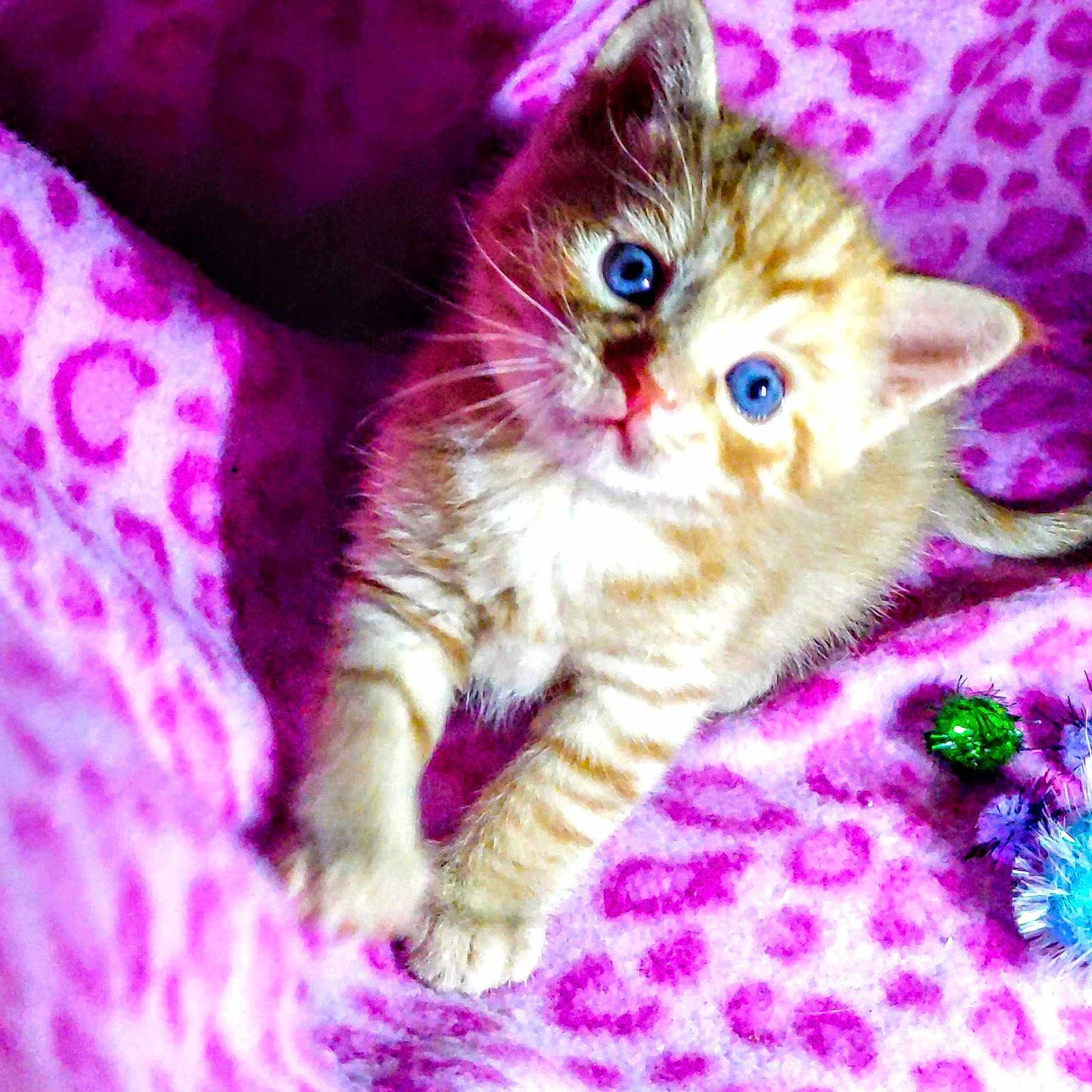Bella is registered to the contest to win money with this photo: animal, blanket, blue_eyes, cat, cozy, curious, cute, fur, fuzzy_toy, indoor, kitten, leopard_print, orange_tabby, paw, pet, pink, playful, toy, whiskers, young