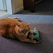 Bella joined the competition — help win amazing prizes! animal, carpet, carpeted_floor, cat, cozy, domestic_cat, ears, furniture, home, indoor, orange_tabby, paws, pet, relaxed, resting, stuffed_animal, table_leg, toy, warm_lighting, whiskers
