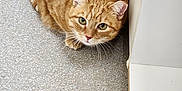 Bella joined the competition — help win amazing prizes! alert, animal, cabinet, cat, close_up, crouching, curious, cute, domestic_cat, ears, feline, floor, fur, ginger_cat, indoor, looking_up, mammal, pet, speckled_floor, whiskers