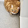 alert, animal, cabinet, cat, close_up, crouching, curious, cute, domestic_cat, ears, feline, floor, fur, ginger_cat, indoor, looking_up, mammal, pet, speckled_floor, whiskers