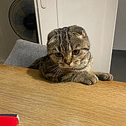 Sally participe au concours pour gagner de l'argent avec cette photo : animal, background, brown_tabby, cat, chair, curious, cute, domestic_cat, eyes, feline, folded_ears, fur, indoor, paws, pet, scottish_fold, striped, table, whiskers, wooden_table