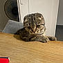 animal, background, brown_tabby, cat, chair, curious, cute, domestic_cat, eyes, feline, folded_ears, fur, indoor, paws, pet, scottish_fold, striped, table, whiskers, wooden_table