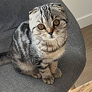 Sally participe au concours pour gagner de l'argent avec cette photo : cat, kitten, scottish_fold, grey_chair, striped_fur, indoor, pet, animal, cute, feline, sitting, curious, young, whiskers, ears, eyes, furniture, cozy, soft_light, wooden_table