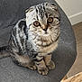 cat, kitten, scottish_fold, grey_chair, striped_fur, indoor, pet, animal, cute, feline, sitting, curious, young, whiskers, ears, eyes, furniture, cozy, soft_light, wooden_table