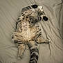 Sally a rejoint le concours — aidez-le/la à gagner de superbes lots ! animal, bed, cat, cozy, cute, domestic_cat, feline, fur, indoor, mammal, paw, pet, relaxation, resting, sleeping, soft, striped, tabby, tail, whiskers