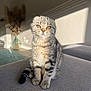 cat, scottish_fold, pet, animal, feline, sitting, indoor, couch, sunlight, shadow, cozy, fur, whiskers, ears, eyes, table, vase, dried_flowers, home, relaxation
