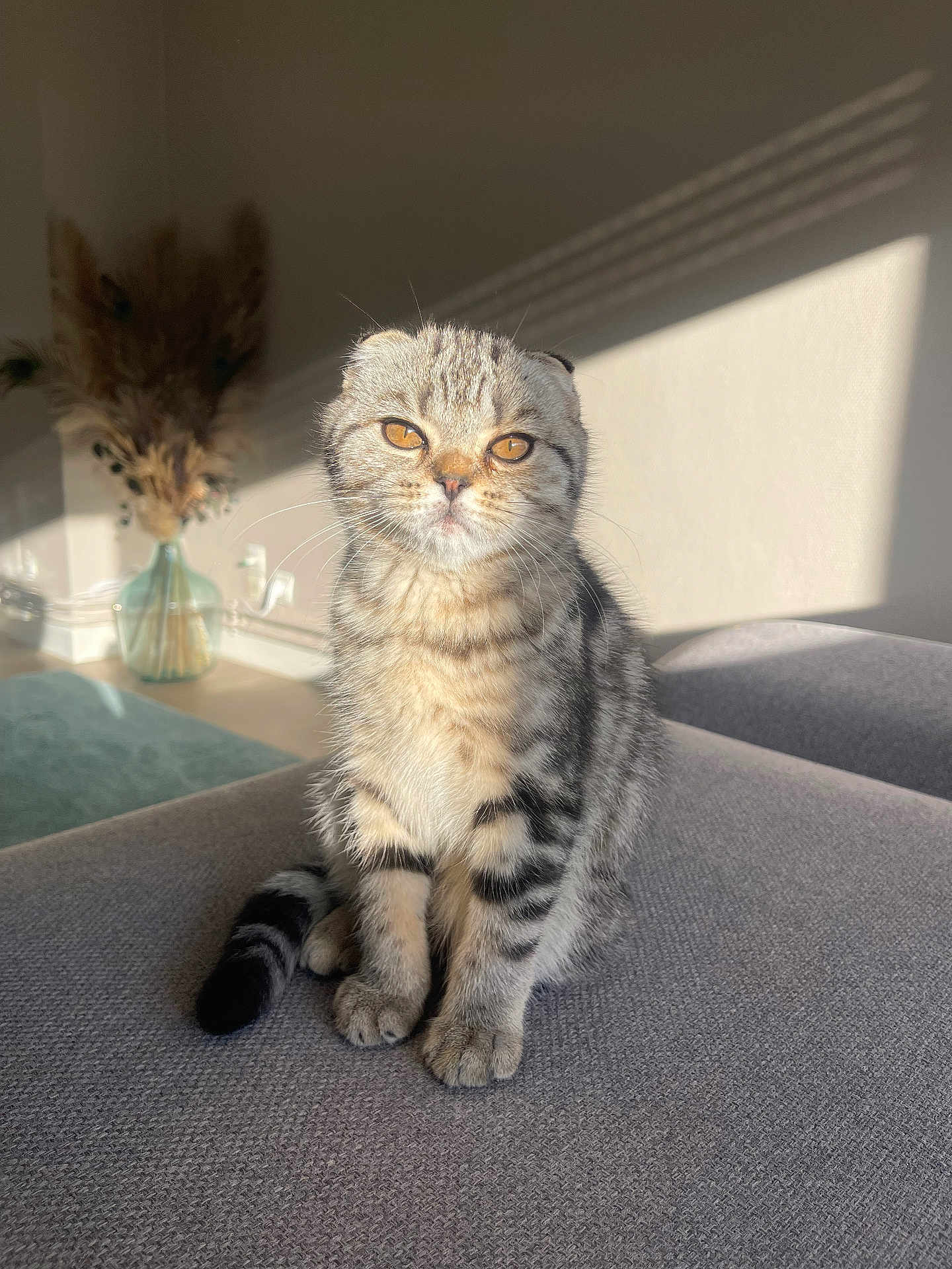 Sally a rejoint le concours — aidez-le/la à gagner de superbes lots ! cat, scottish_fold, pet, animal, feline, sitting, indoor, couch, sunlight, shadow, cozy, fur, whiskers, ears, eyes, table, vase, dried_flowers, home, relaxation