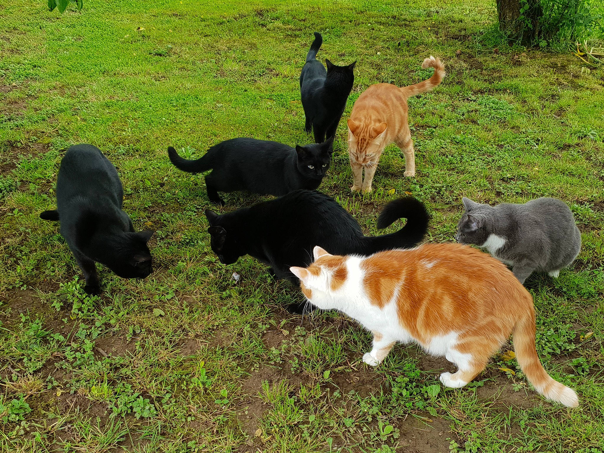 Bianca a rejoint le concours — aidez-le/la à gagner de superbes lots ! canidae, carnivore, cat, companion_dog, dog_breed, domestic_short_haired_cat, fawn, felidae, grass, green, groundcover, mammal, pasture, plant, small_to_medium_sized_cats, sporting_group, tail, tree, vertebrate, whiskers