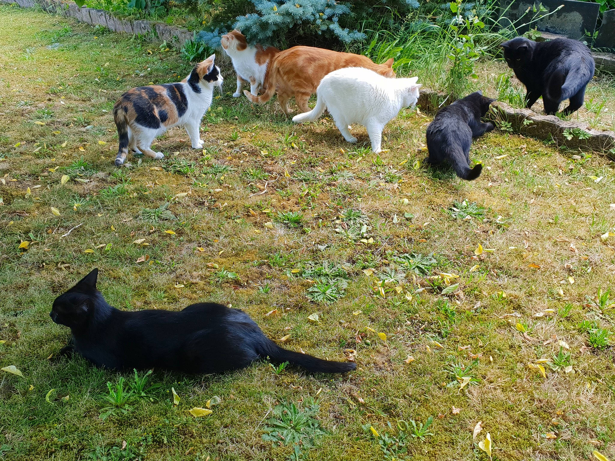 Bianca participe au concours pour gagner de l'argent avec cette photo : bombay, canidae, cat, dog_breed, felidae, fur, grass, green, groundcover, landscape, lawn, livestock, mammal, pasture, plant, sporting_group, tail, terrestrial_animal, vertebrate, wildlife