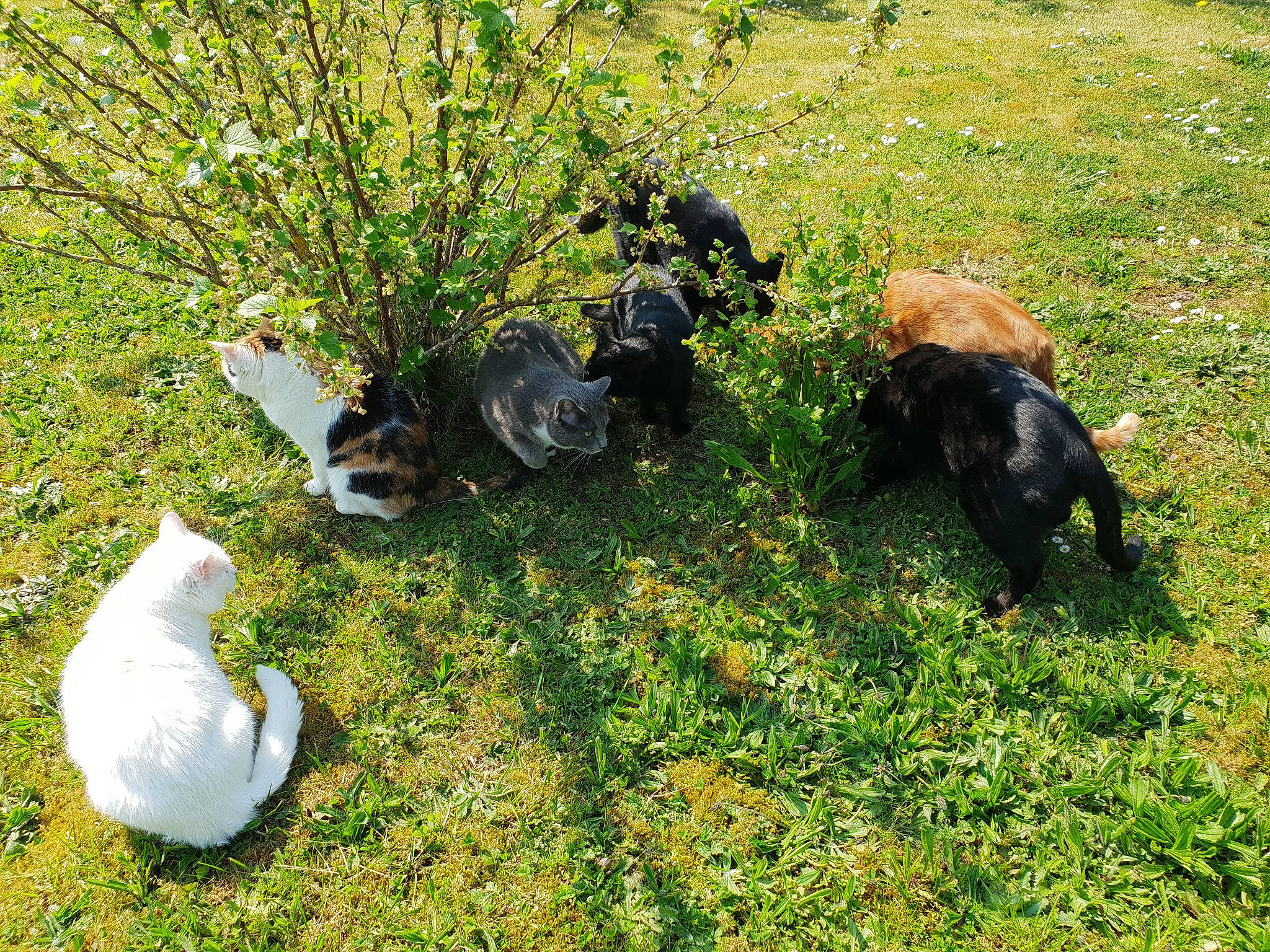 Bianca a rejoint le concours — aidez-le/la à gagner de superbes lots ! _geese_and_swans, beak, canidae, dog, duck, ducks, grass, grassland, groundcover, guard_dog, livestock, pasture, plant, seabird, shrub, soil, sporting_group, tail, terrestrial_animal, waterfowl