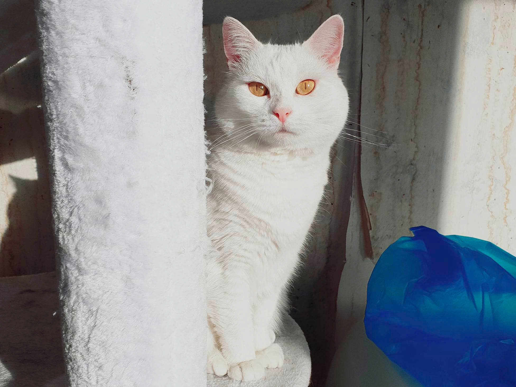 Bianca