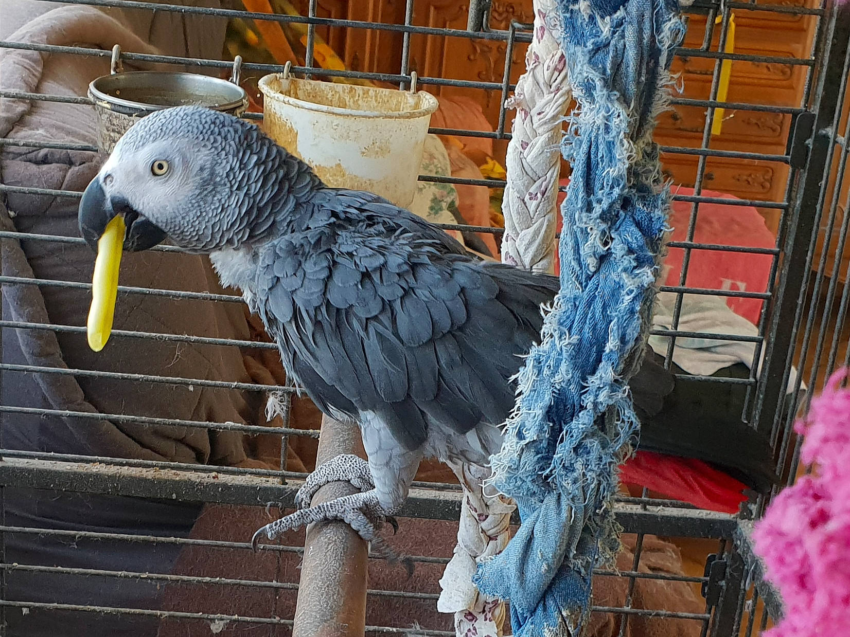 Coco a rejoint le concours — aidez-le/la à gagner de superbes lots ! african_grey, beak, bird, budgie, cage, feather, organism, parakeet, parrot, pigeons_and_doves