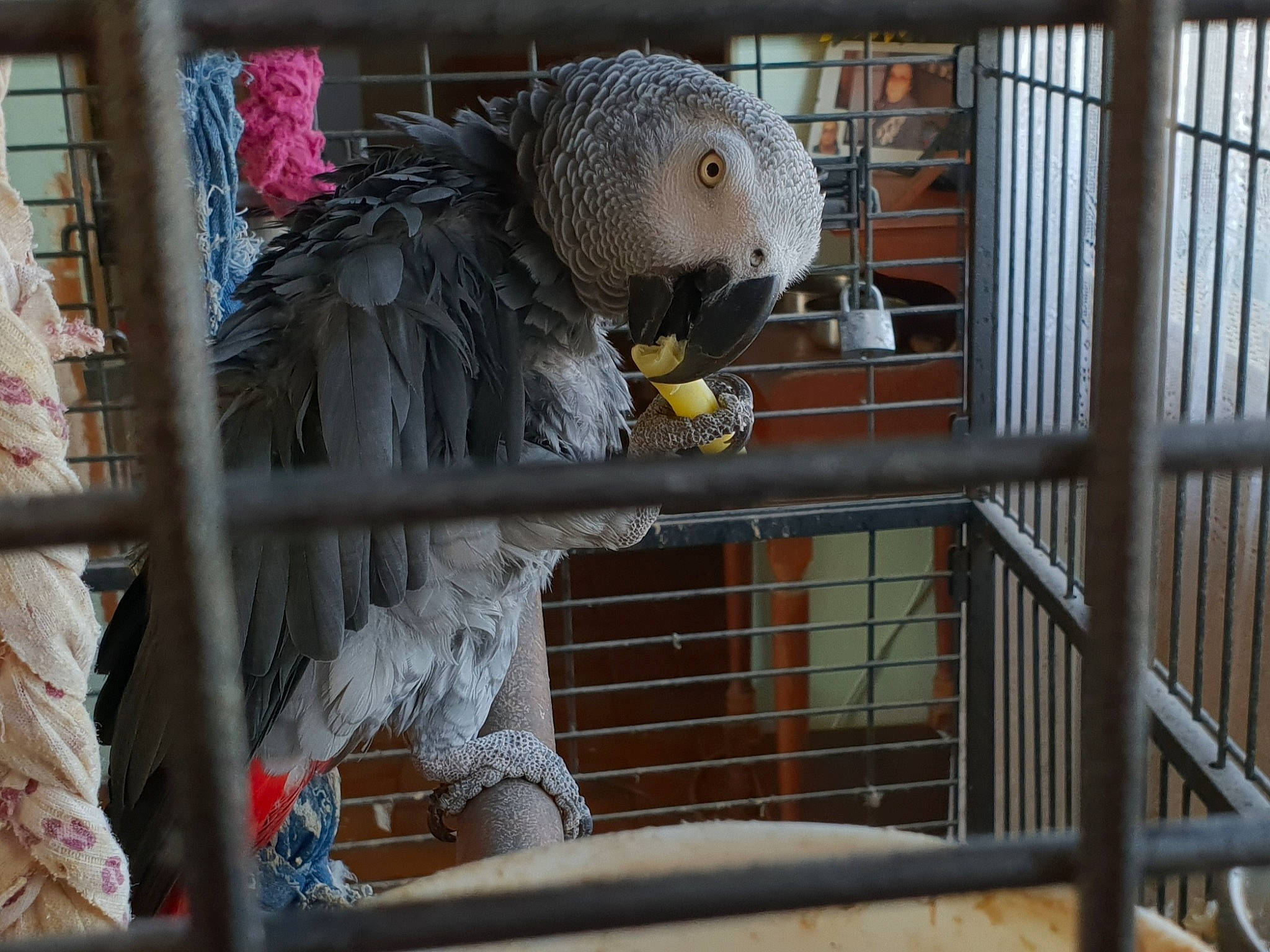 Coco a rejoint le concours — aidez-le/la à gagner de superbes lots ! african_grey, animal_shelter, beak, bird, cage, parrot, vertebrate, zoo