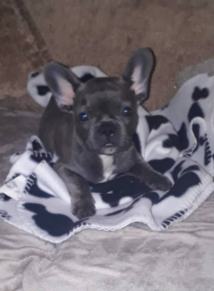 Lennon joined the competition — help win amazing prizes! canidae, carnivore, companion_dog, dog, dog_breed, fawn, french_bulldog, mammal, non_sporting_group, puppy, snout, vertebrate