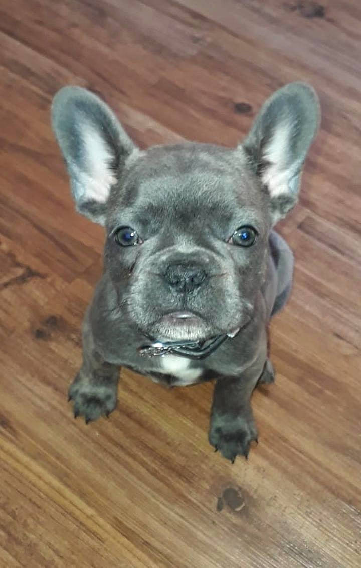 Lennon is registered to the contest to win money with this photo: bulldog, canidae, carnivore, companion_dog, dog, dog_breed, fawn, french_bulldog, mammal, non_sporting_group, puppy, rare_breed_dog, snout, toy_bulldog, vertebrate