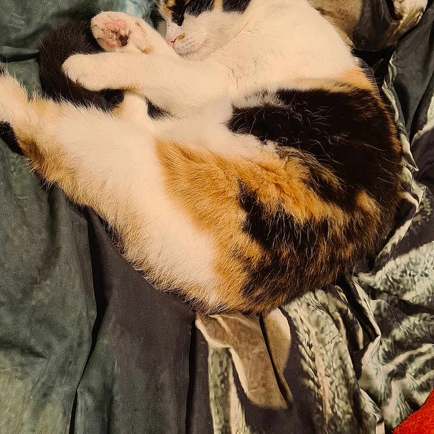 Jypsie participe au concours pour gagner de l'argent avec cette photo : animal, blanket, calico, cat, colorful, comfort, cozy, curled_up, cute, domestic, fur, indoor, napping, paw, pet, relaxation, resting, sleeping, soft, warm